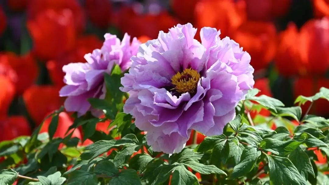 20240428151216176-2a1bfee83229fe8675a3810985741d15